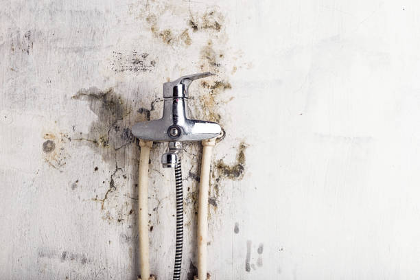 Best Black Mold Removal  in Forest Hills, TN