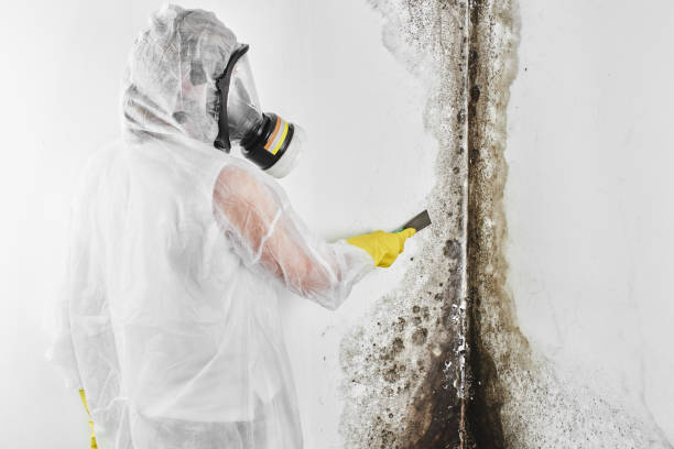 Best Residential Mold Removal  in Forest Hills, TN