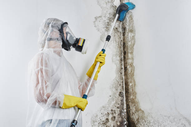 Best Emergency Mold Removal  in Forest Hills, TN