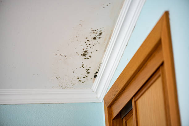 Best Mold Removal Company Near Me  in Forest Hills, TN