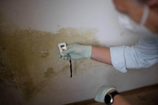 Best Toxic Mold Removal  in Forest Hills, TN