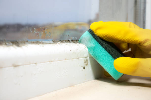 Best Mold Damage Repair  in Forest Hills, TN