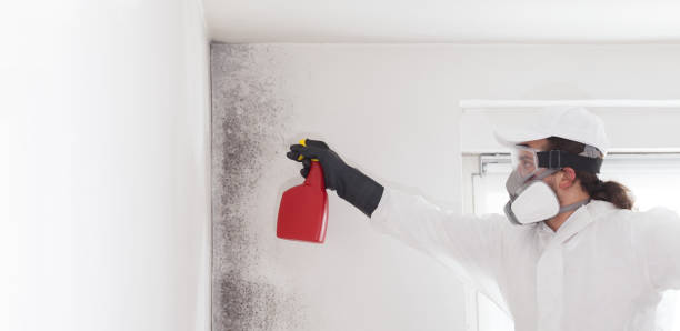 Best Office Mold Removal Services  in Forest Hills, TN