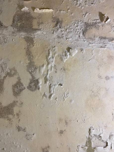 Trusted Forest Hills, TN Mold Removal Experts