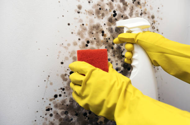 Best Mold Damage Repair  in Forest Hills, TN