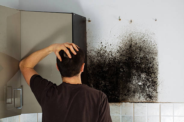 Best Mold Damage Repair  in Forest Hills, TN