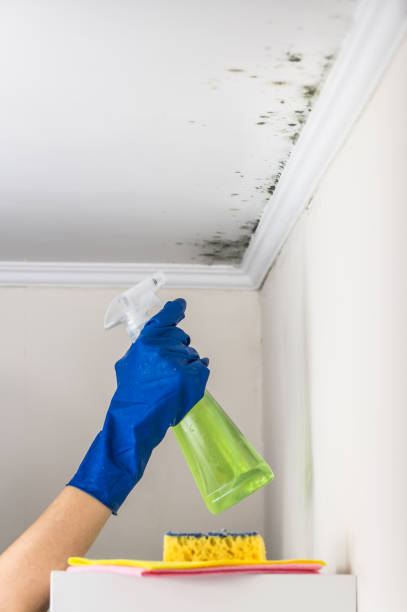 Best Certified Mold Removal  in Forest Hills, TN